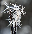 Picture Title - JACK FROST 3