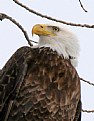 Picture Title - eagle eye