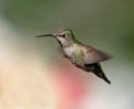 Picture Title - Anna's Hummingbird