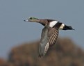 Picture Title - American Wigeon