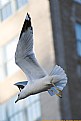 Picture Title - City Gull