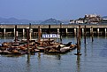 Picture Title - Pier 39