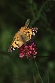 Picture Title - Madame Butterfly, on a flower