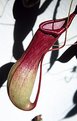 Picture Title - Carnivorous plant