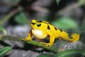Picture Title - Panamanian Golden Frog