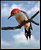 Red-Bellied Woodpecker (Male)