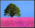 Picture Title - Oak Tree On Purple Hill