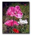 Picture Title - Spring Poppies