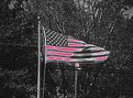 Picture Title - OLD GLORY TOO