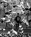 Picture Title - young & BIRDS
