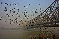 Picture Title - birds & bridge