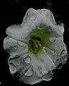 Picture Title - rain  and  flower