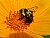 Bee At  Sun Flower