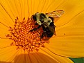 Picture Title - Bee At  Sun Flower