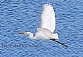 Picture Title - Great Egret