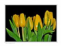 Picture Title - Tulips