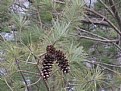 Picture Title - pine cone tree