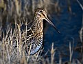 Picture Title - Snipe Hunt