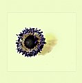 Picture Title - anemones. 1
