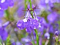 Picture Title - Purple flower