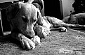Picture Title - My dog Sapeca