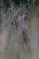 Picture Title - Hidden fawn