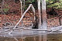 Picture Title - swampum11