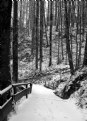 Picture Title - Forest Path