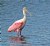 Roseate Spoonbill