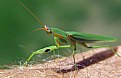Picture Title - Preying  Mantis