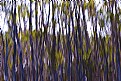 Picture Title - forest and light