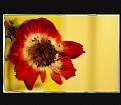 Picture Title - anemones. 10
