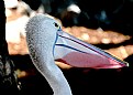 Picture Title - pelican