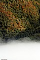 Picture Title - forest on fog