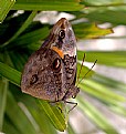 Picture Title - Tropical  butterfly