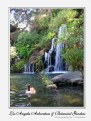 Picture Title - Botanical Pond & Falls