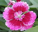 Picture Title - Dianthus Bloom
