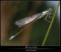 Picture Title - Dragonfly