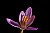 crocus purple