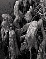 Picture Title - Wood Ghosts