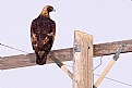 Picture Title - The Golden Eagle