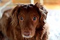 Picture Title - Dog Under the Table