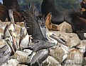 Picture Title - Brown  Pelican