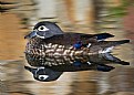 Picture Title - Wood Duck Female