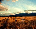 Picture Title - Fence Line