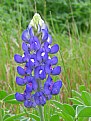 Picture Title - Tiny Blue Bonnets