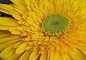 Picture Title - Yellow Flower