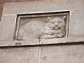 Picture Title - Tenement kitty