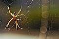 Picture Title - Spider