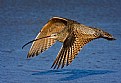 Picture Title - Long-billed Curlew